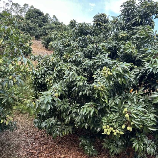 三台县荔枝王