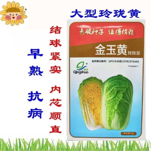 沭阳县金玉黄娃娃菜种子黄心娃娃菜金娃娃菜生长快品质佳四季播蔬菜种