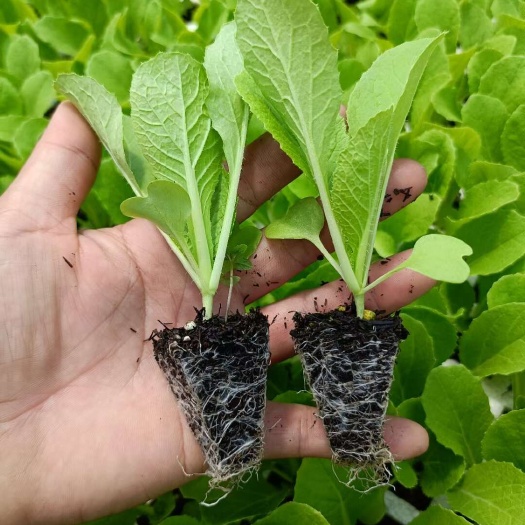 通海县白菜苗 保证质量 根系发达 成活率高 基地直发