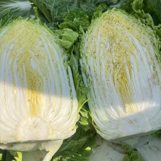 永宁县精品大白菜，无虫眼，无烧心，