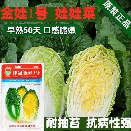 金冠秋锦黄心大白菜种子抗抽苔好吃娃娃菜春秋农用大田蔬菜种籽