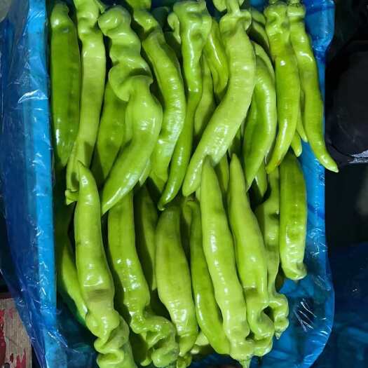 晋中尖椒