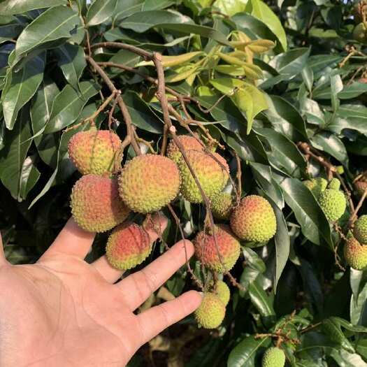 廉江市荔枝大批量上市，产地直发所有品种，欢迎大老板光临