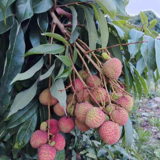 丽江荔枝