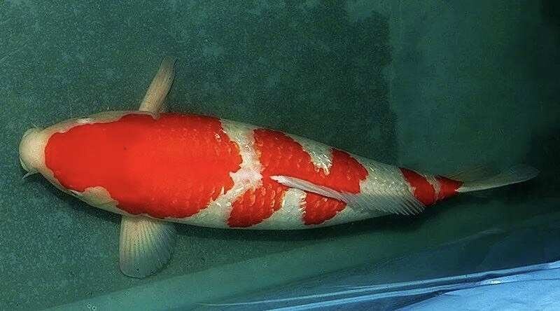佛山純種錦鯉魚活魚日本錦鯉觀賞魚紅白大正黃金錦鯉淡水魚