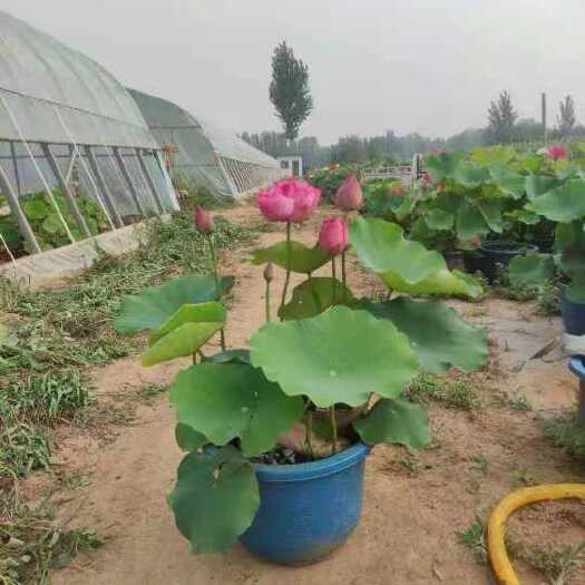 盆栽荷花厂家直销保值保量