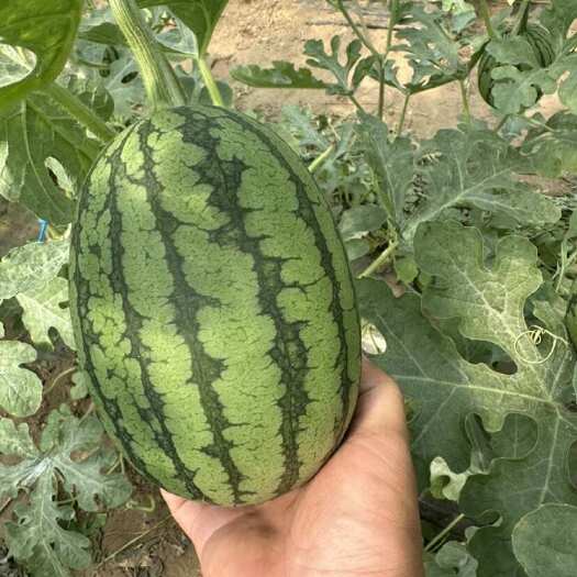 固安县西瓜