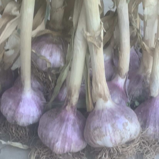 大名县蒜种