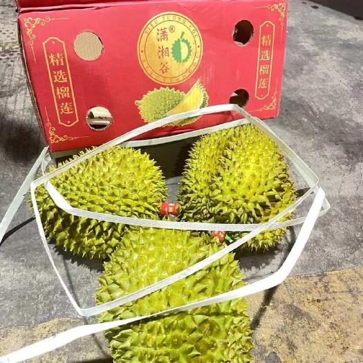 南宁越南金枕榴莲