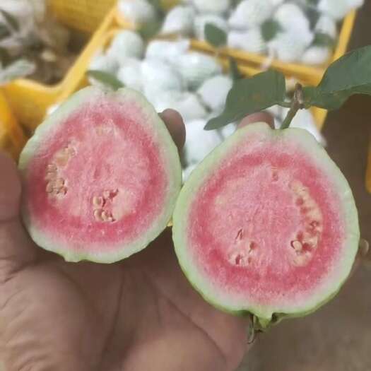  番石榴