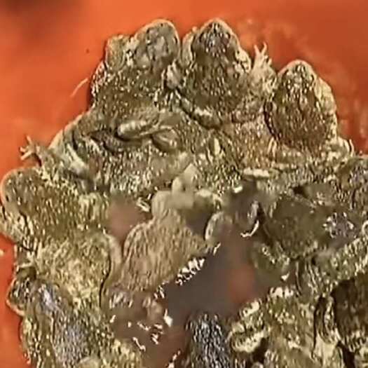  蟾蜍