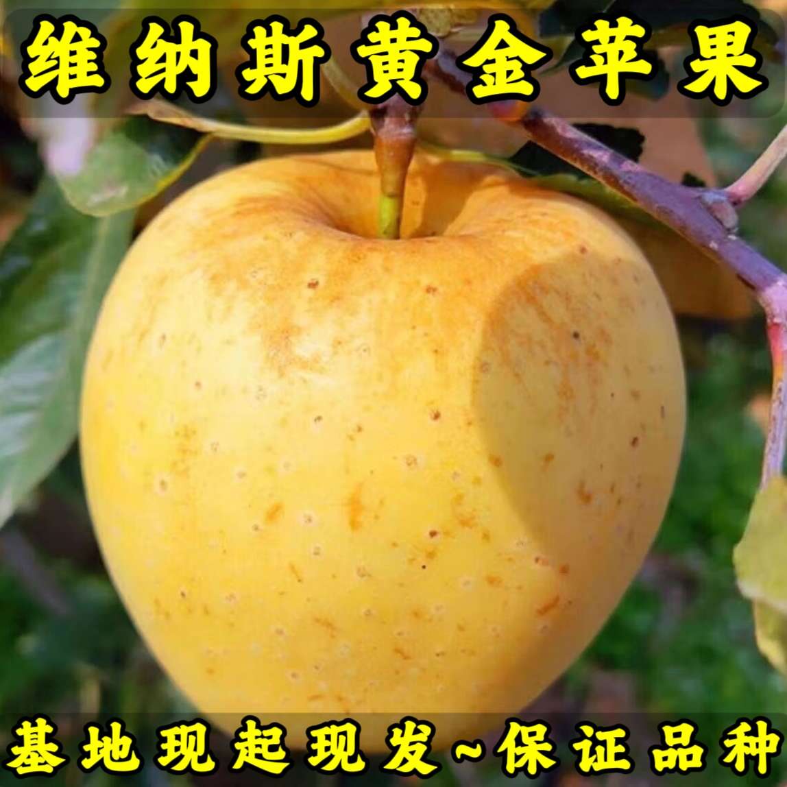 维纳斯黄金苹果苗 品种纯真 基地现起现发货 根系发达成活率高