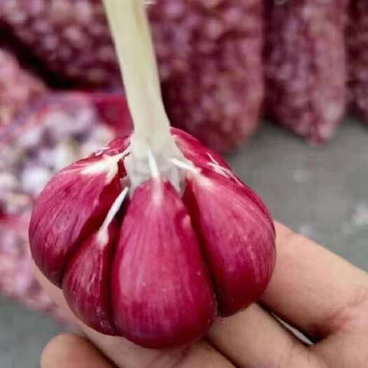 金乡县紫皮蒜