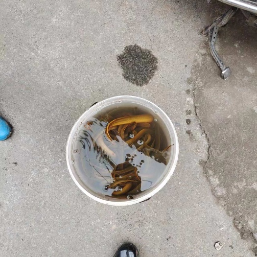重庆正宗黄鳝（不是养殖黄鳝）不是包赔