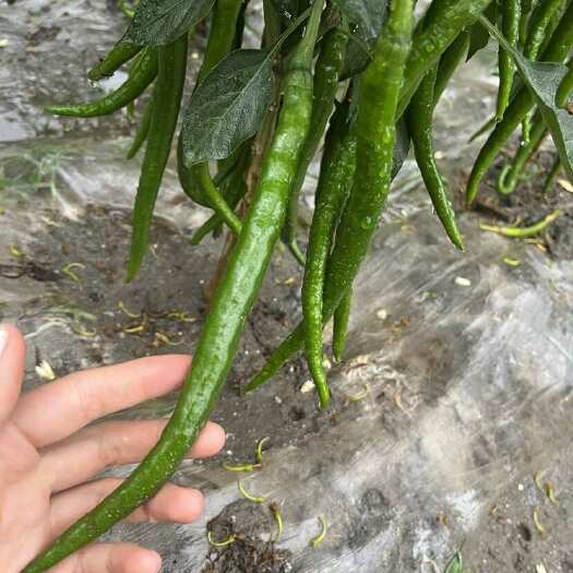 绵竹市精品二荆条