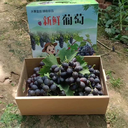 昌黎县葡萄