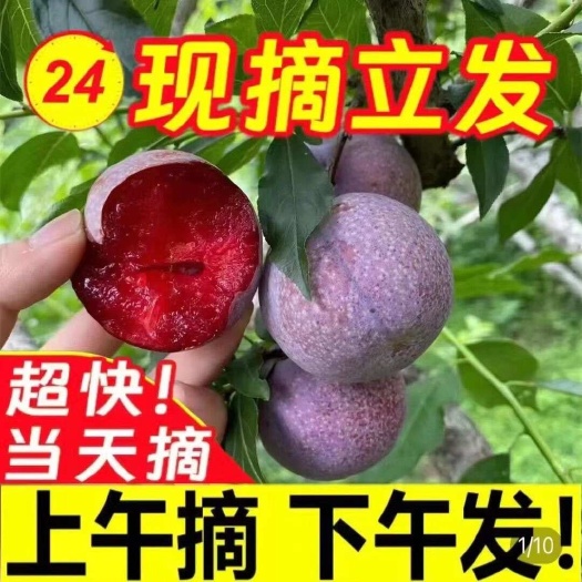 信宜市三华李红心李子新鲜现摘酸甜脆李广东信宜钱排三华李整箱包邮