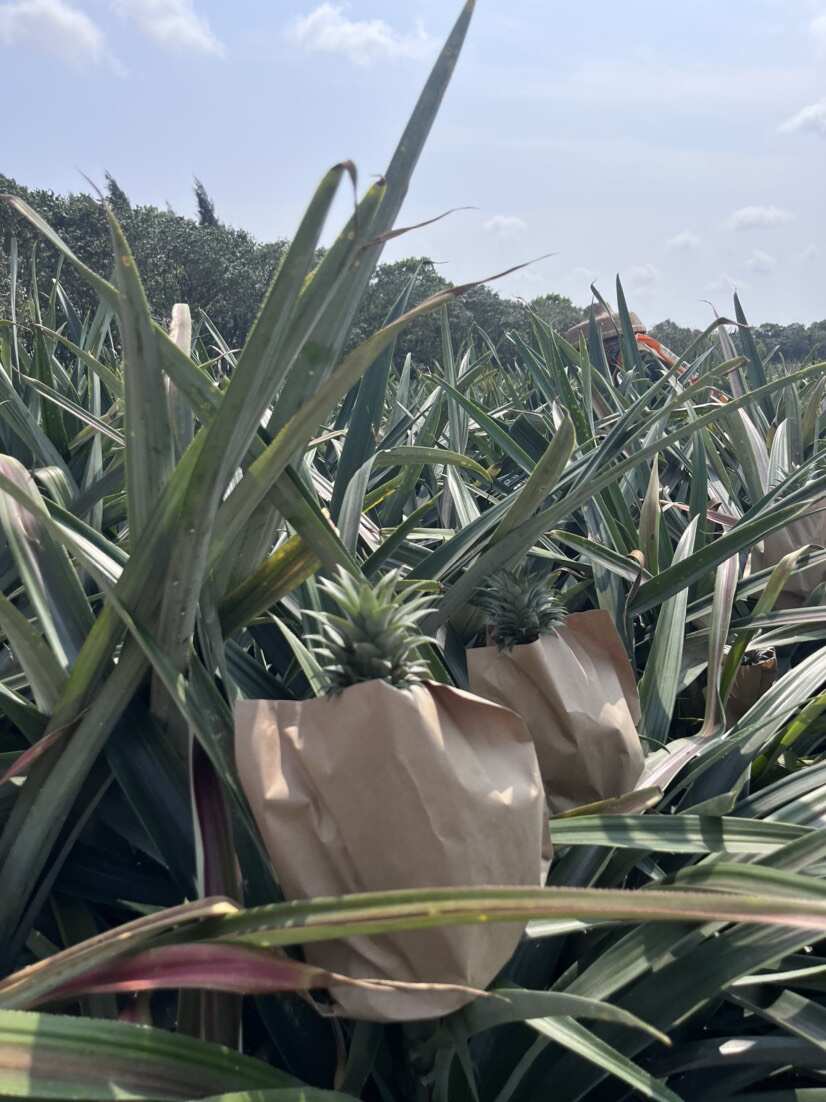广东徐闻香水菠萝批发代发 大中小果 3/5/8 斤 1 斤起