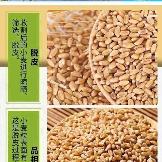 优质小麦，耐储存，食用于面食制作