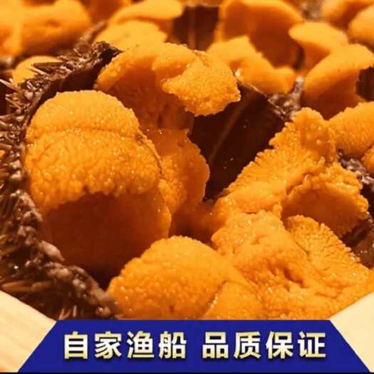 大连鲜活马粪海胆 专业批发 各个规格