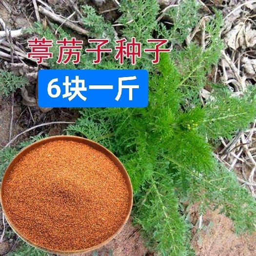 菏泽葶苈籽 新货独行菜 中药材种子 娘蒿种籽 停力 麦蒿种孑