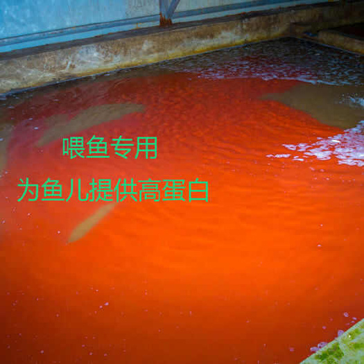 红丝虫 水蚯蚓 源头养殖基地