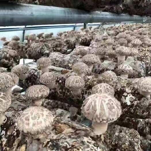 香菇原产地直发厚香菇，香菇腿，茶花菇