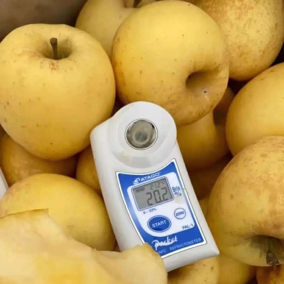 维纳斯黄金苹果苗 品种纯真 基地现起现发货 根系发达成活率高