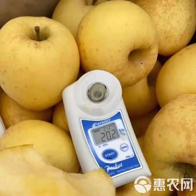 维纳斯黄金苹果树苗 现起现发 耐寒新品种苹果树苗 辽宁果树苗