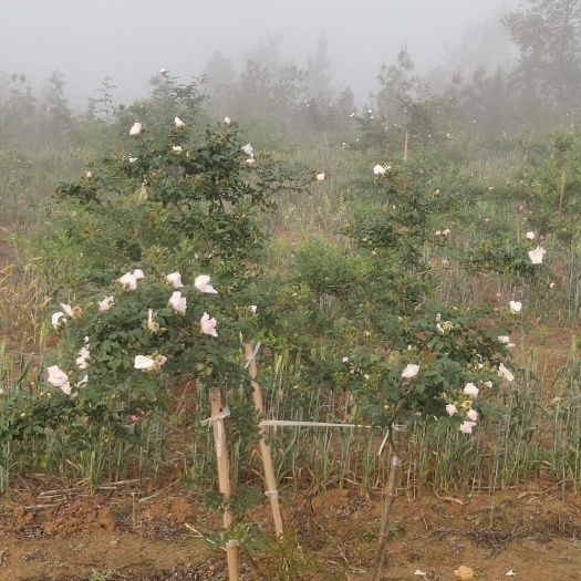 苍溪县无籽金樱子苗，5年树龄