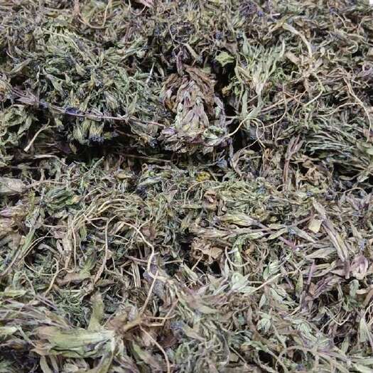 成都干紫花地丁