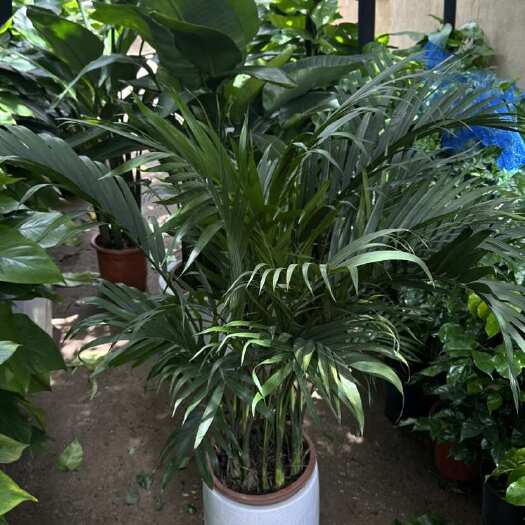 昆明大型绿植富贵椰子高90+