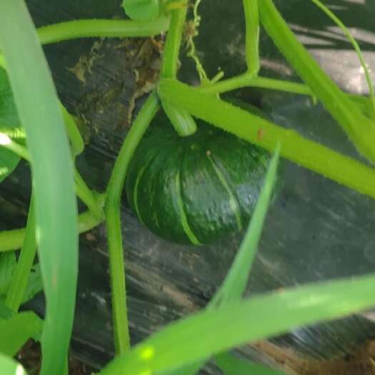 忠县重庆忠县100亩贝贝南瓜6月20日开售