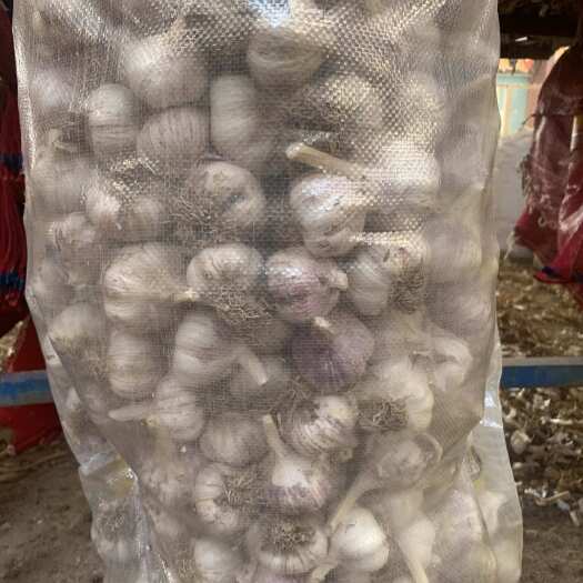 大名县宽叶蒜种，根粗，苗旺，皮红个大