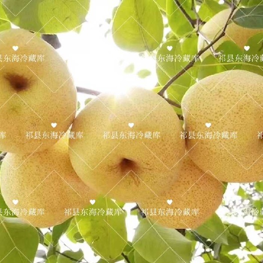 祁县精品冰糖雪梨