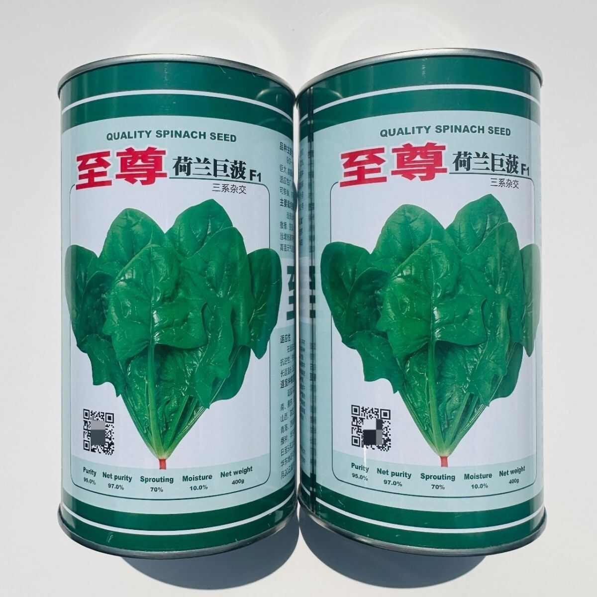 荷兰巨菠菠菜种籽四季大田杂交菠菜品种叶片浓绿肥厚耐寒耐热