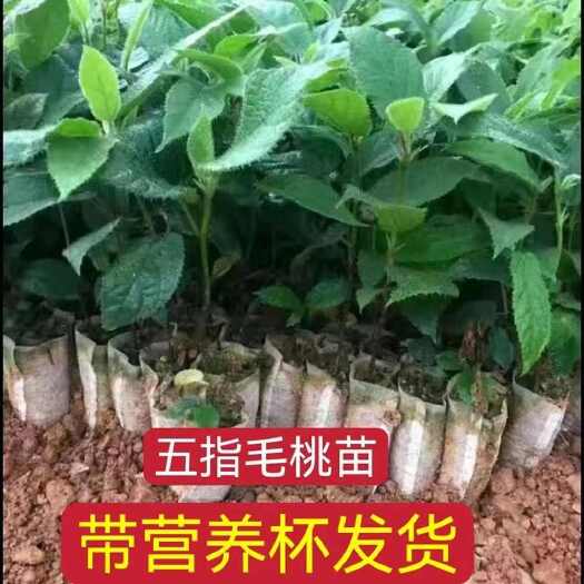 灵山县广西五指毛桃苗五叉虎树中药材可种植产地带土发货常绿易成活