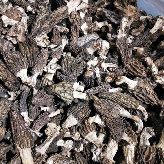 新货羊肚菌干货味道鲜美营养丰富
