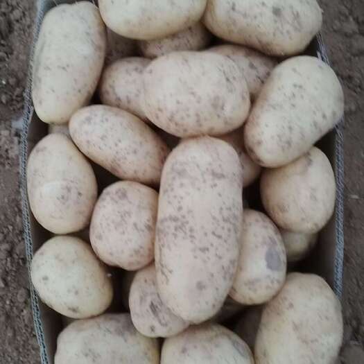 临城县荷兰沃土系列精品土豆，三两起步大量供应价格便宜
