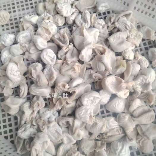 莘县蛋鸡嗉皮圆肚（八成熟）