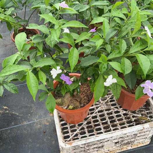 揭阳双色茉莉花，鸳鸯茉莉基地直发大量现货