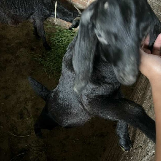 自贡努比亚山羊