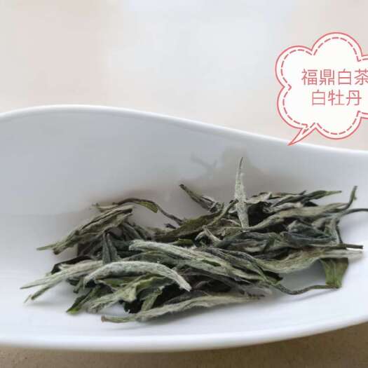 新白茶