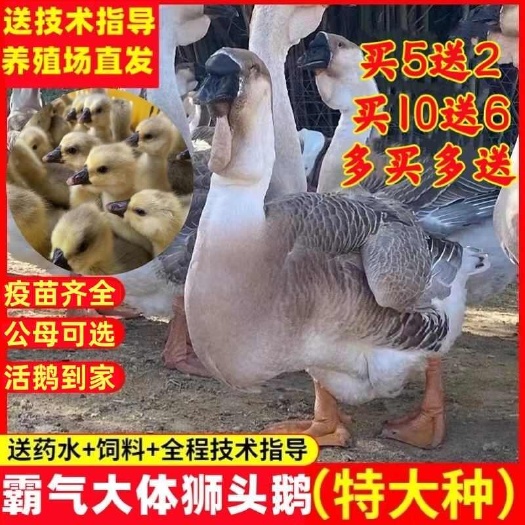 建湖县江苏盐城建湖县优质狮头鹅苗活力健壮发货快