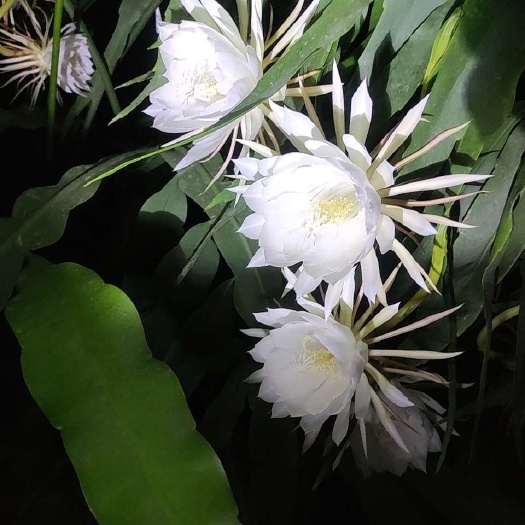 干昙花
