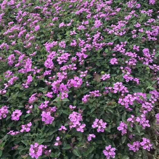 紫花马缨丹基地直发大量现货