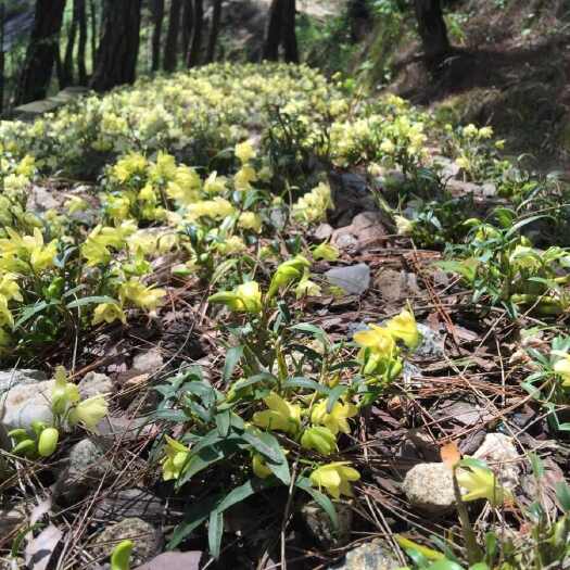 石斛苗 霍山县太平畈乡嘢生石斛村石斛专业种植合作社直发