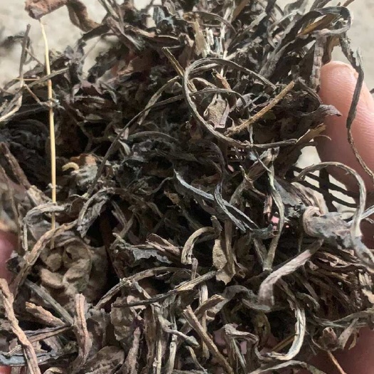 隴西縣大青葉