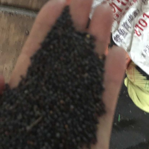自贡四川农家的油菜子出油量高又健康欢迎大家选购量大