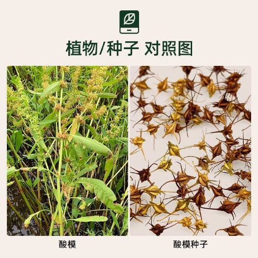 中药材～土大黄种子  土大黄籽   菠菜羊蹄籽